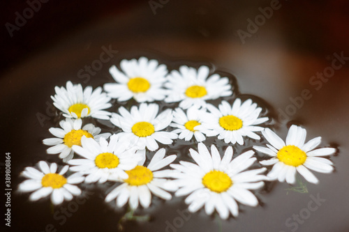 daisies on a black background