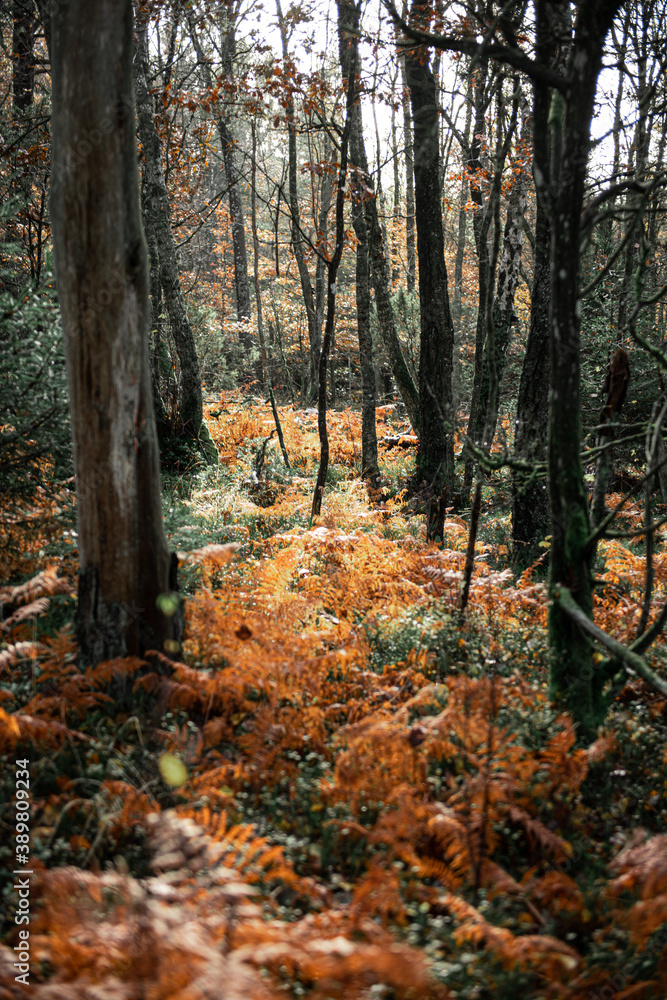 Fototapeta premium Orange ferns on the forest floor at autumn.