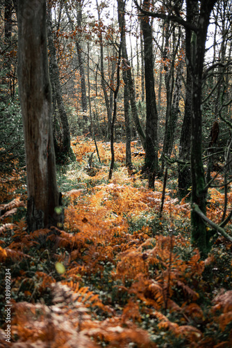 Orange ferns on the forest floor at autumn.