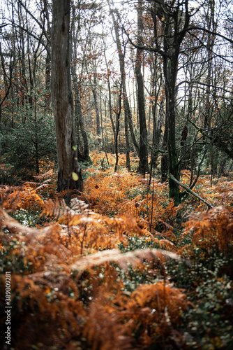 Orange ferns on the forest floor at autumn.