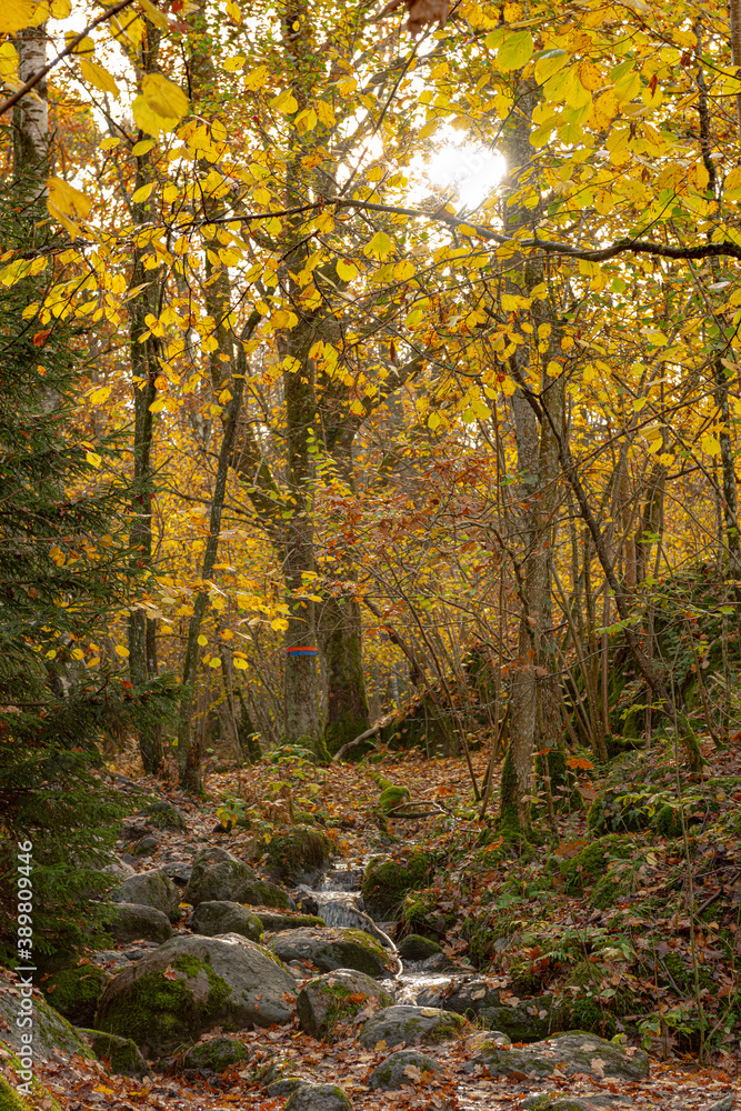 A small and lively stream passing between rocks.