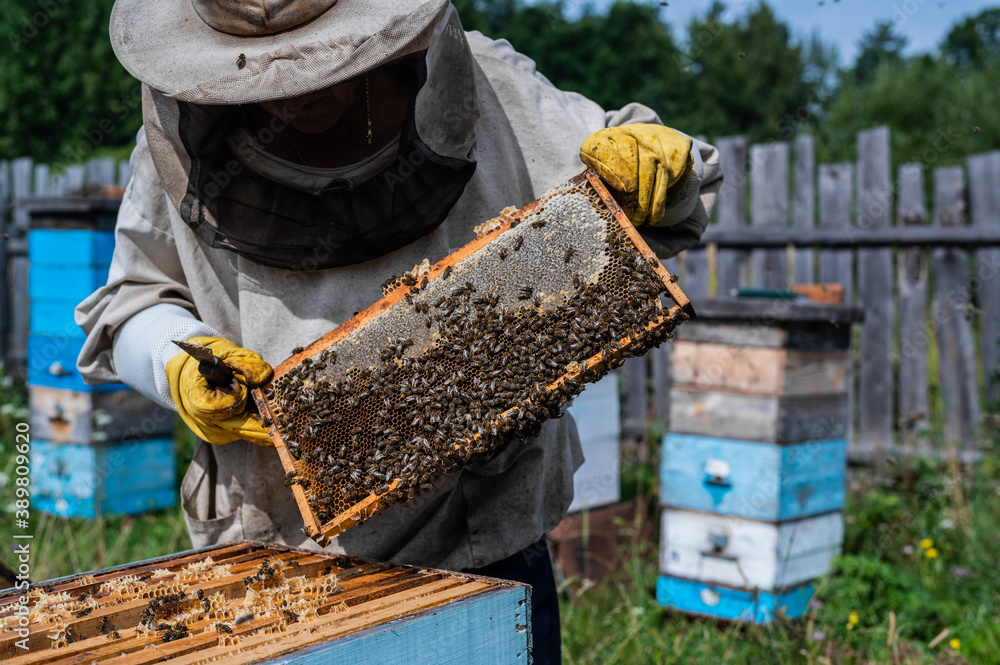 Bee master on apiary. Man in protective hat works with beehive. Beekeeper examining bees on a bee farm on green nature background. Bee master on apiary. Man in protective hat works with beehive. Beekeeper examining bees on a bee farm on green nature background.