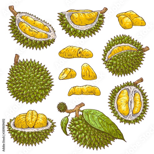 A set of isolated vector icons of tropical delicious fruit durian