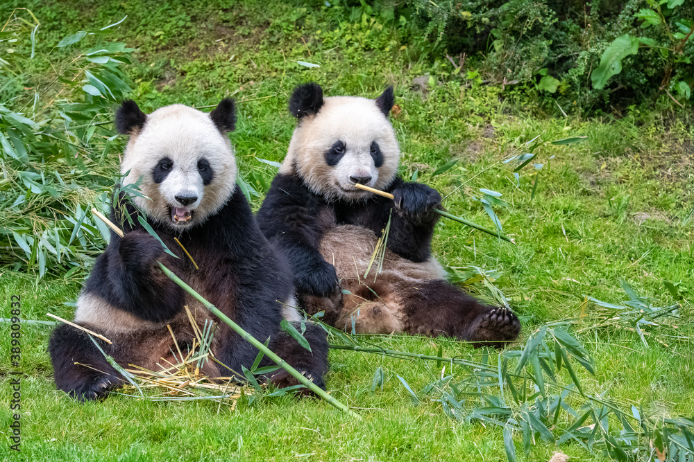 Fototapeta premium Young giant panda