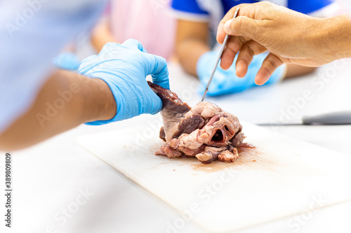 Medical students doing sheep heart dissection in the lab class