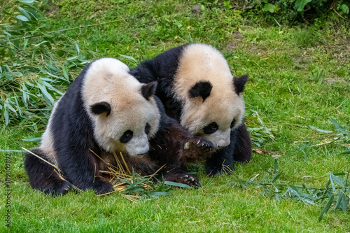 Fototapeta Naklejka Na Ścianę i Meble -  Young giant panda