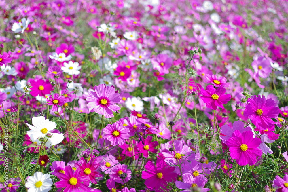 満開の秋桜（Cosmos）