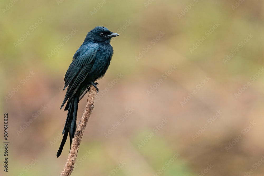 Black Drongo perching on a perch looking into a distance