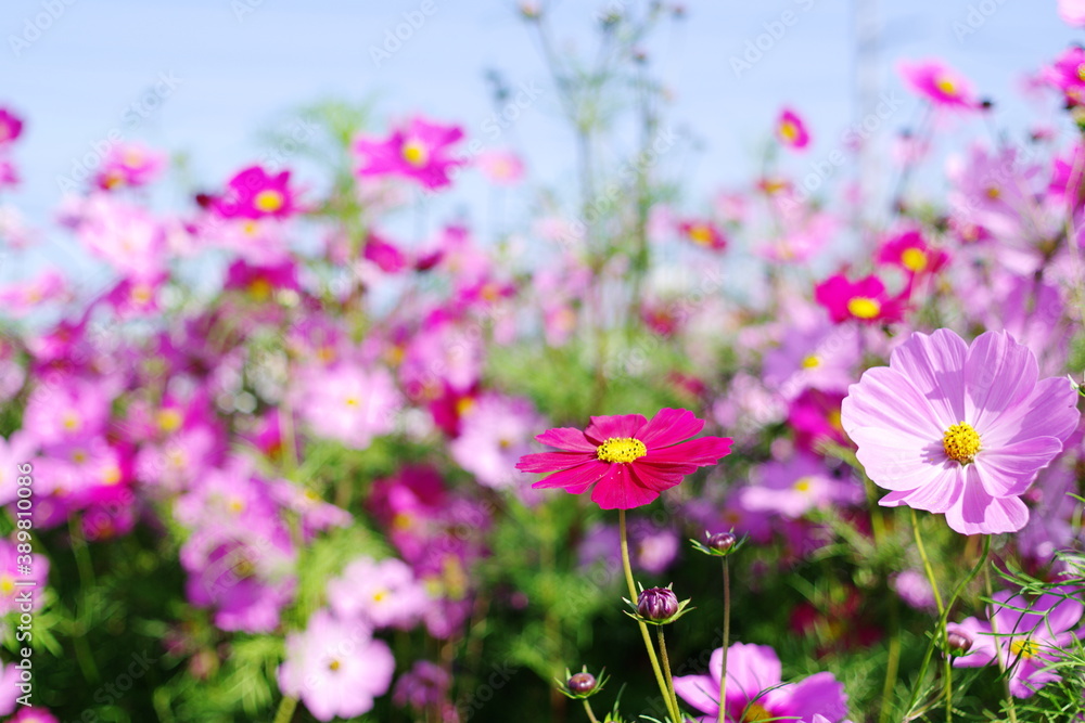 満開の秋桜（Cosmos）