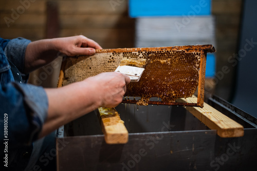 Beekeeper unseals honeycomb with a scraper to remove wax and subtract honey. © romankosolapov