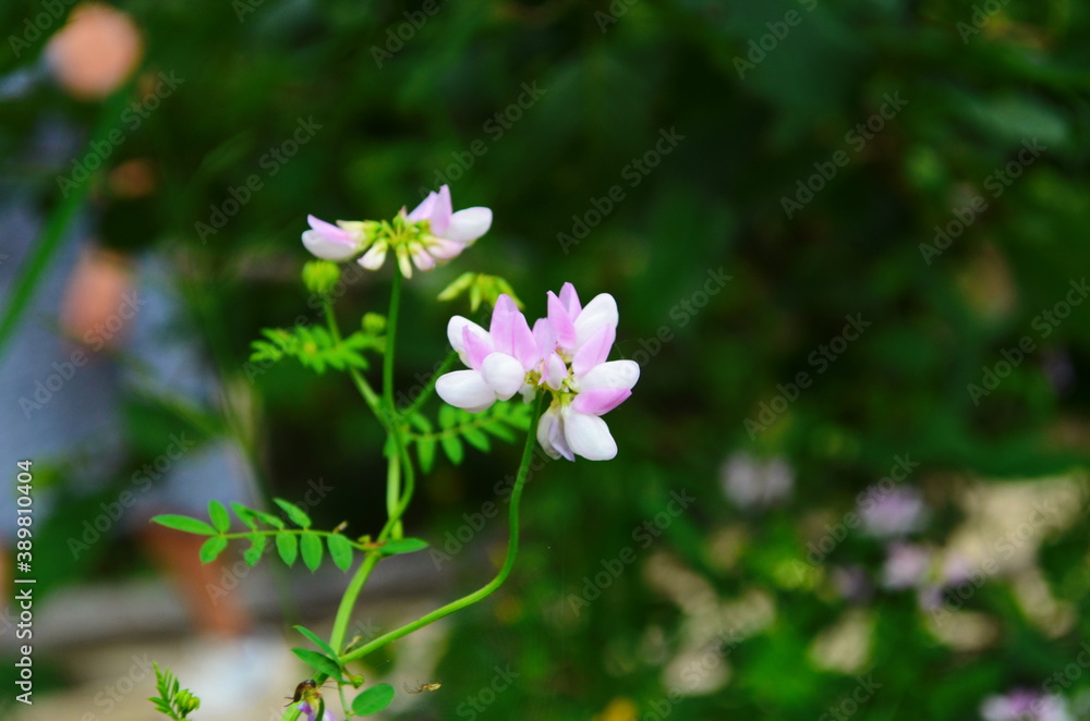 Close up, macro. Crownvetch or Securigera varia (Coronilla varia) or purple crown vetch. Flowering field plants. Close up, macro. Crownvetch or Securigera varia (Coronilla varia) or purple crown vetch. Flowering field plants.