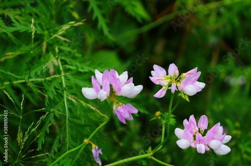 Close up, macro. Crownvetch or Securigera varia (Coronilla varia) or purple crown vetch. Flowering field plants.