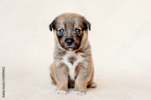 Close up portrait of cute mongrel puppy on beige background. Sad Little mongrel dog pup waiting for new home  adoption. Selective focus