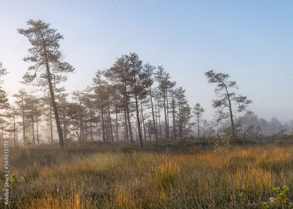 bog landscape in the morning mist, blurred swamp pine contours, bog vegetation, sunrise over the bog