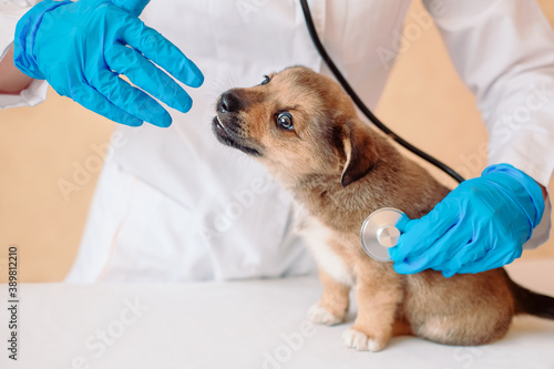 Veterinary doctor using stethoscope for little mongrel dog. Veterinarian with stethoscope listen to heart and lungs of puppy. Pet check, first visit, vet examining at animal clinic