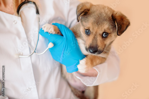 Vet doctor holding mongrel puppy. Veterinarian with stethoscope holding puppy in his hands during the examination in the vet clinic. Pet check, Vet examining at animal clinic