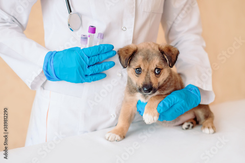 Puppy Shots Schedule. Pet Vaccines. Vet doctor holding test tubes with vaccine near cute little mongrel dog in clinic, closeup. Selective focus