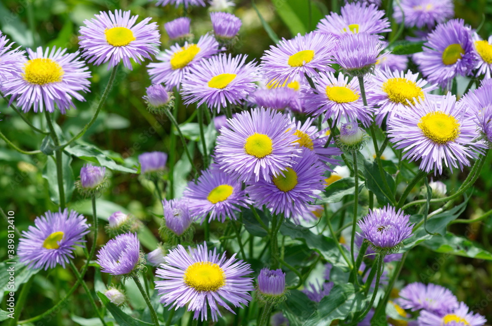 Erigeron flowers blooms in the summer garden Erigeron flowers blooms in the summer garden
