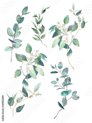 Botany set. Watercolor eucalyptus, fern and various plants set. Hand painted floral clip art: objects isolated on white background.