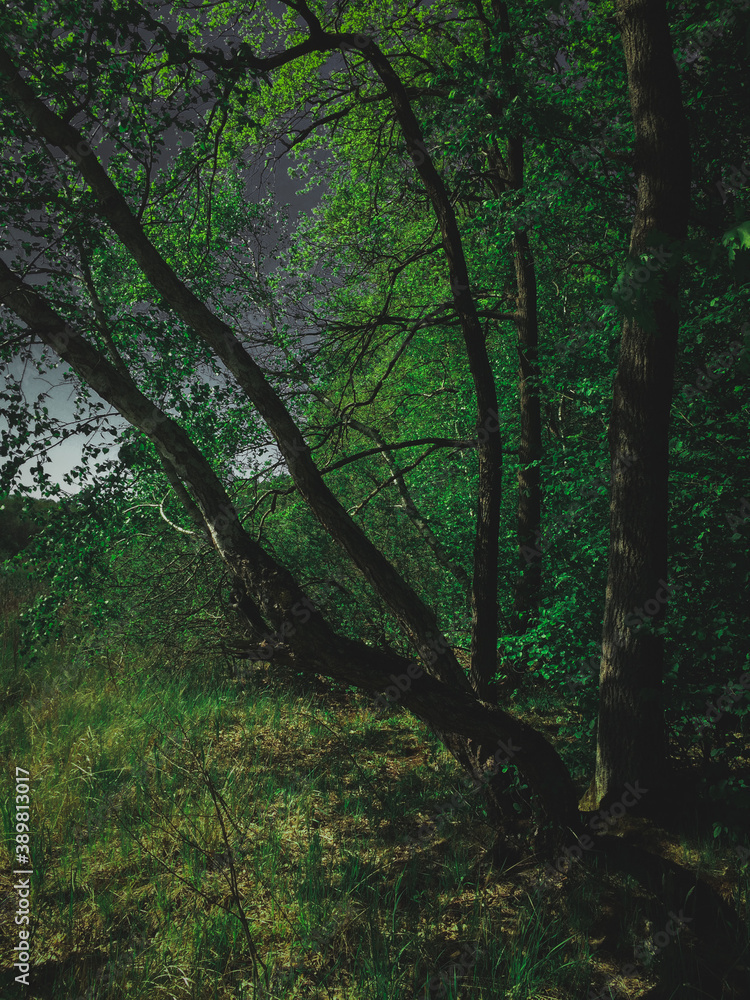 Obraz premium trees in the forest