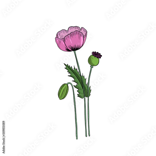 Fotografia vector drawing opium poppy