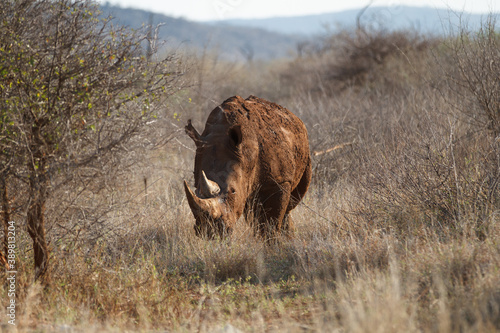 Rhinoceros