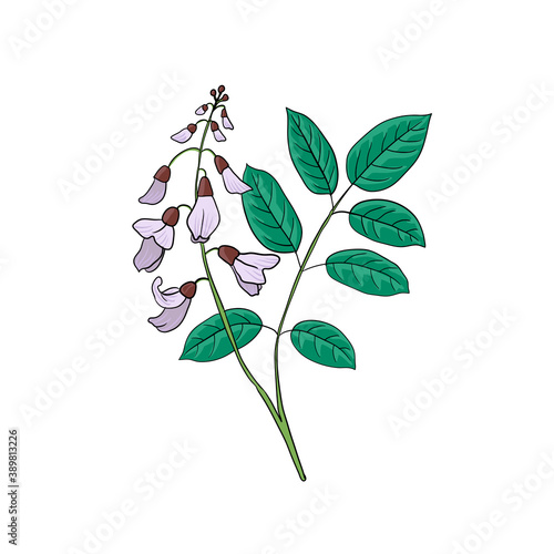 vector drawing Jamaica dogwood