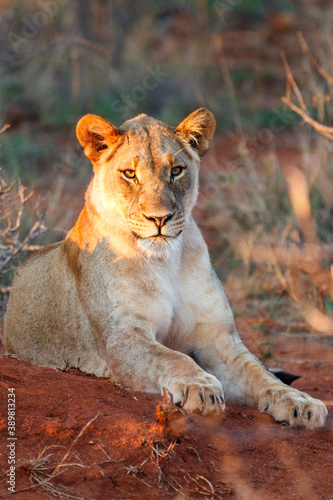 Female Lion