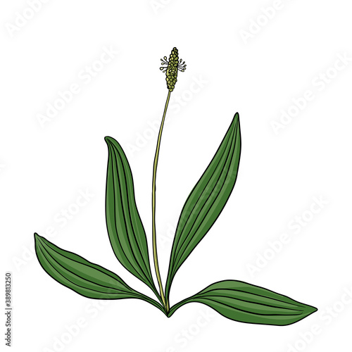 vector drawing plantain