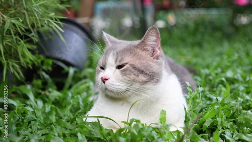 Scottish fold cat playing in the garden with green grass.