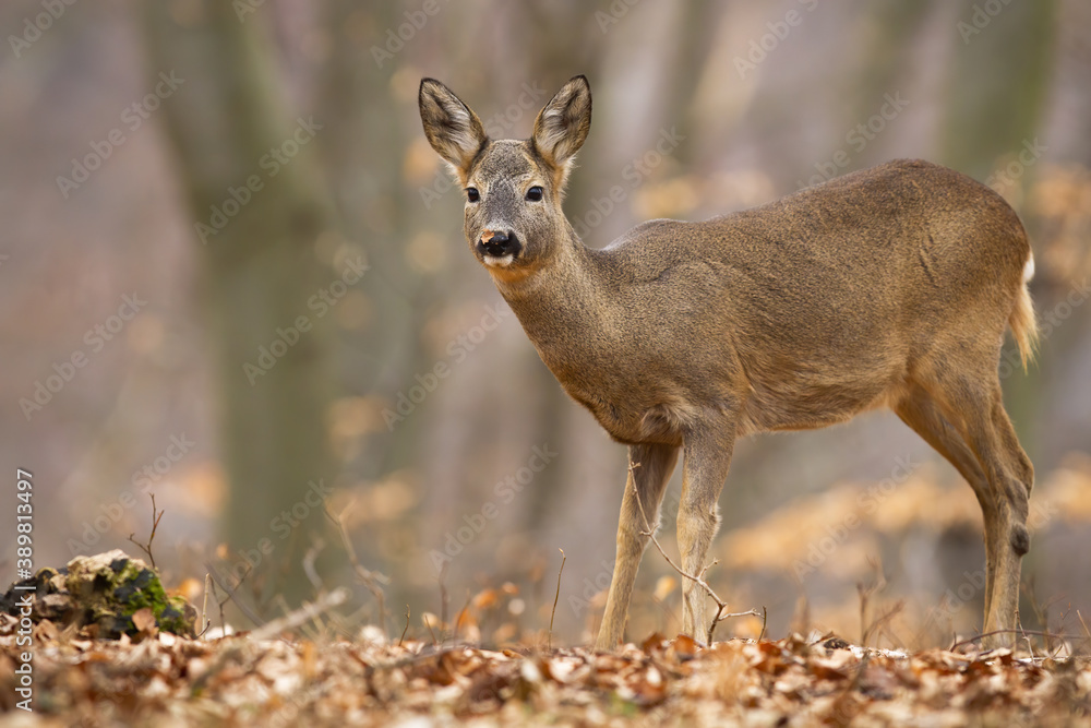 Disturbed roe deer doe, capreolus capreolus, standing in autumn forest. Wild female mammal looking to the camera in woodland in fall. Brown animal staring in wilderness. Disturbed roe deer doe, capreolus capreolus, standing in autumn forest. Wild female mammal looking to the camera in woodland in fall. Brown animal staring in wilderness.
