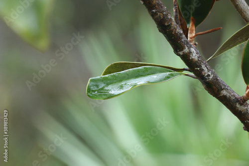 Wet green leaf in the forest