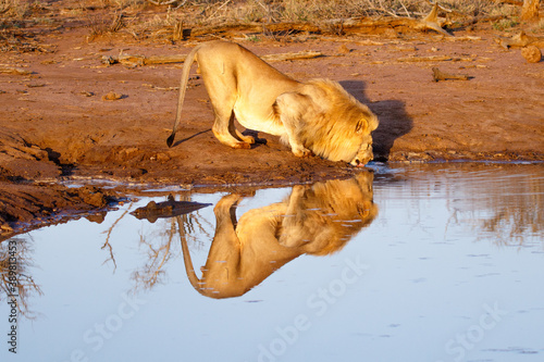 Male Lion