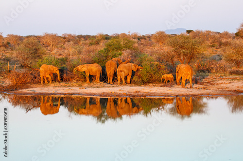 African Elephant