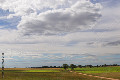 lonely tree in the field, the road to it against the blue sky