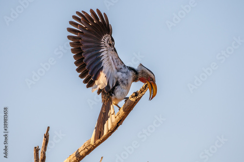 Yellow-billed Hornbill