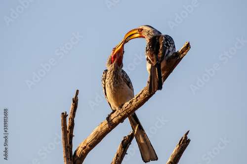 Yellow-billed Hornbill