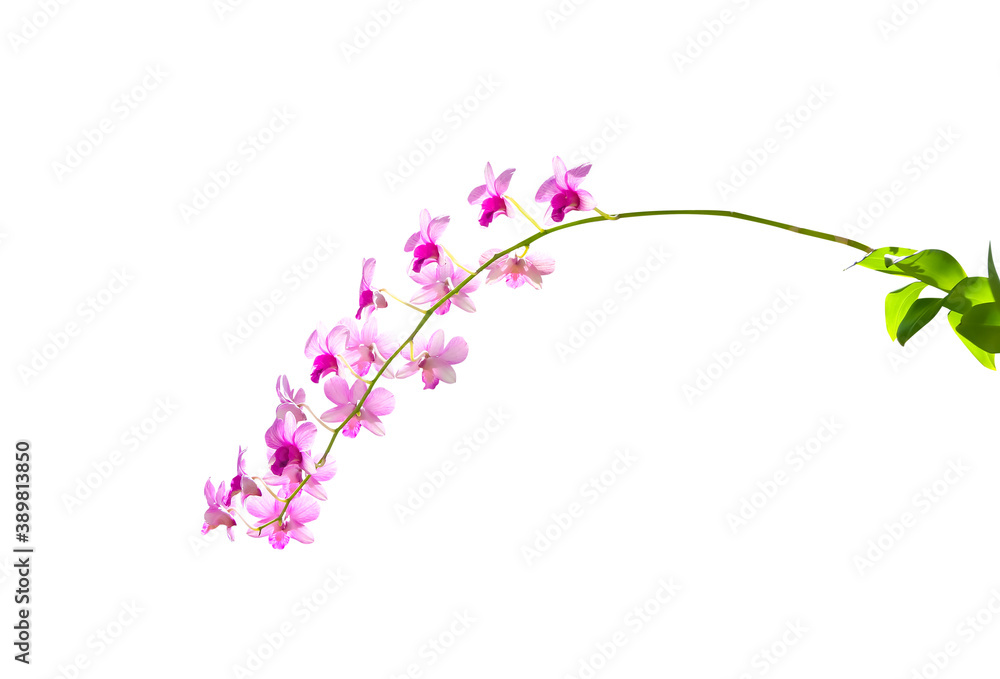 Naklejka premium Branch of light pink orchids dendrobium blossom isolated on white background , clipping path