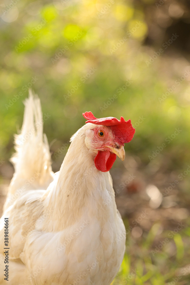 Fototapeta premium hen chicken free range in the meadow