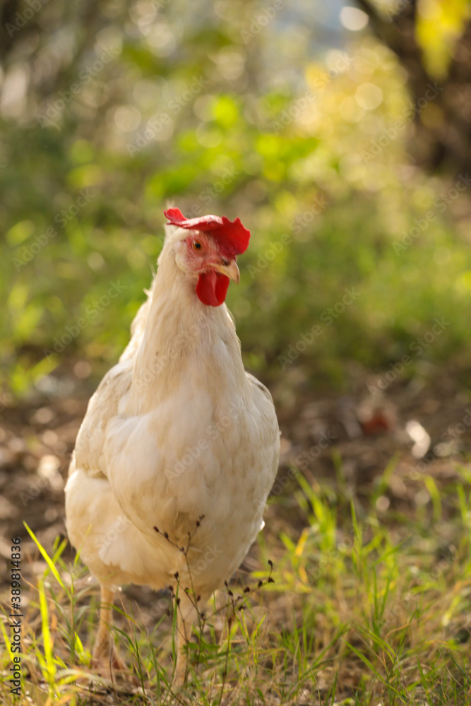 Fototapeta premium hen chicken free range in the meadow