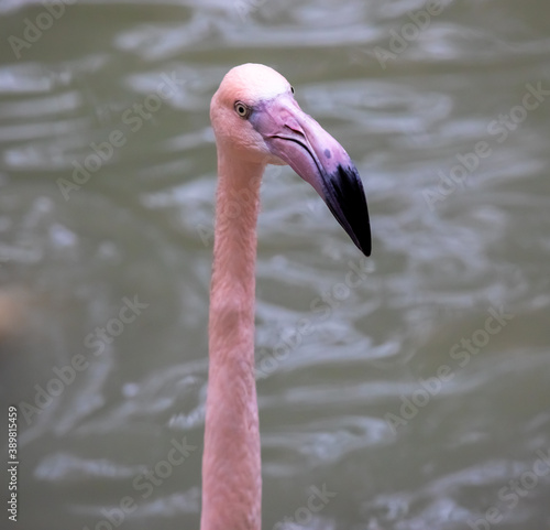 Pink flamingo om the lake