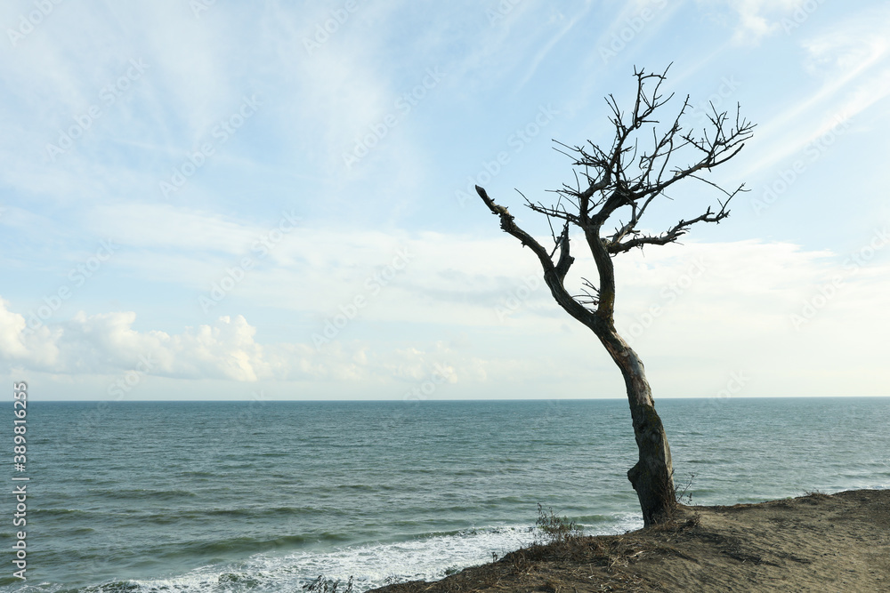Slope with lonely tree on sea beach Slope with lonely tree on sea beach