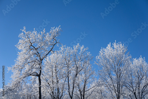 Newly  snow on tree in forest  on sunlight winter  day