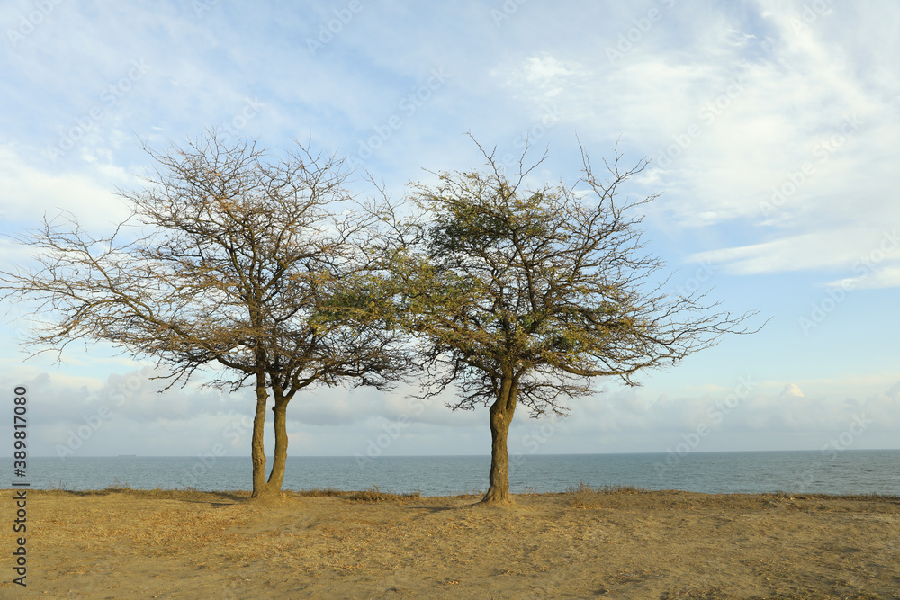 Two lonely trees on slope against sea Two lonely trees on slope against sea