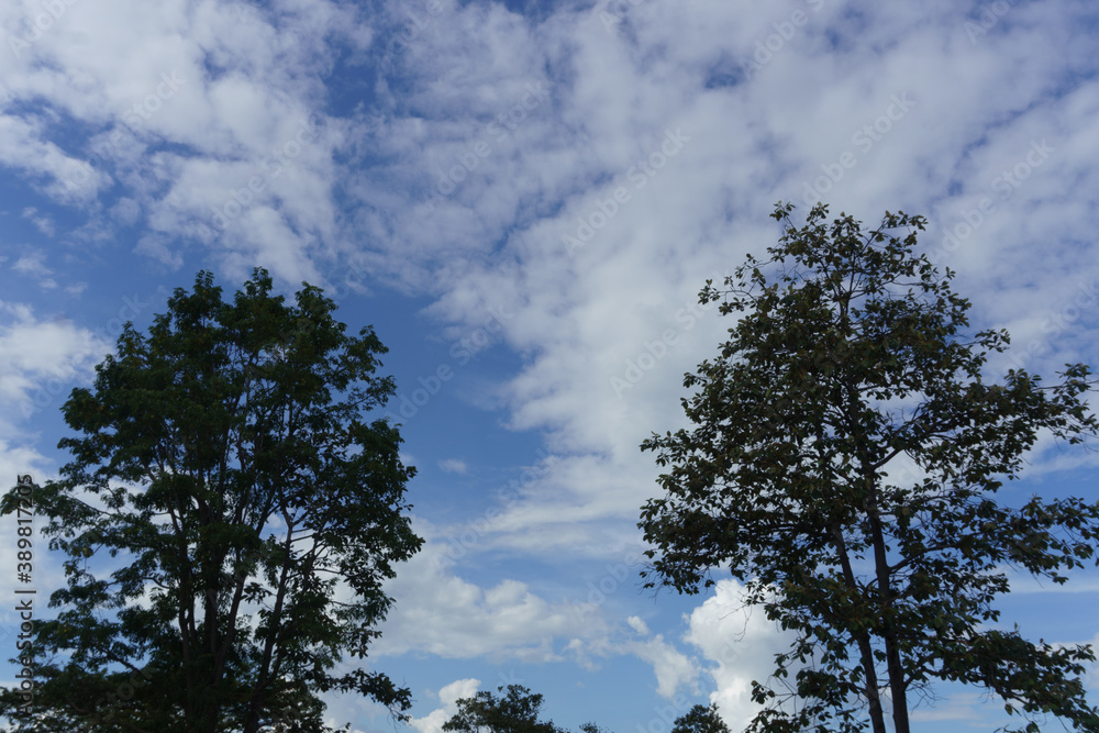 Obraz premium clouds and trees