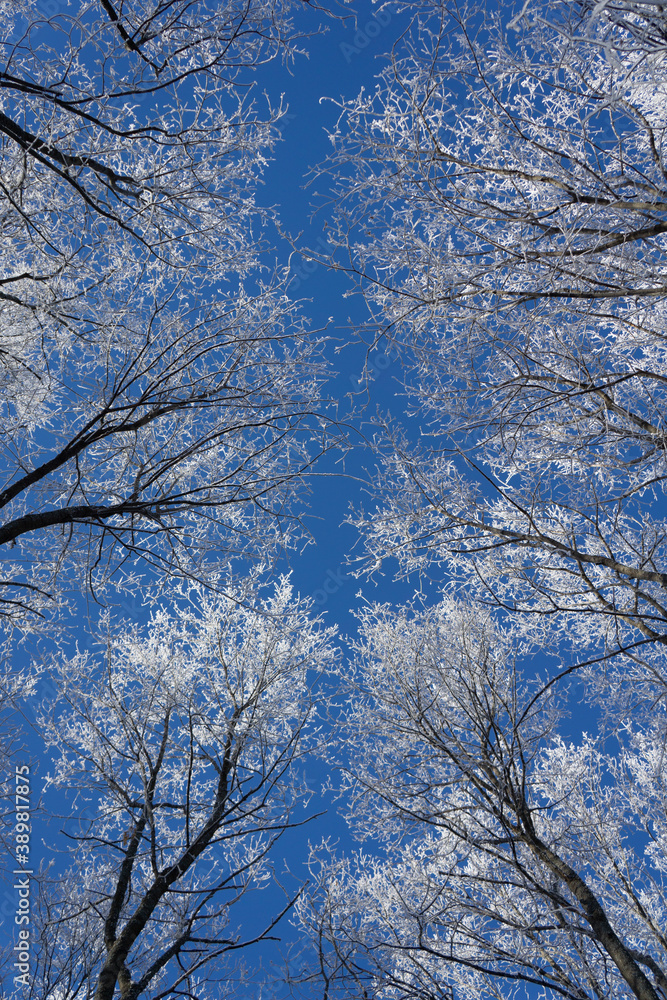 Newly snow on tree in forest on sunlight winter day Newly snow on tree in forest on sunlight winter day