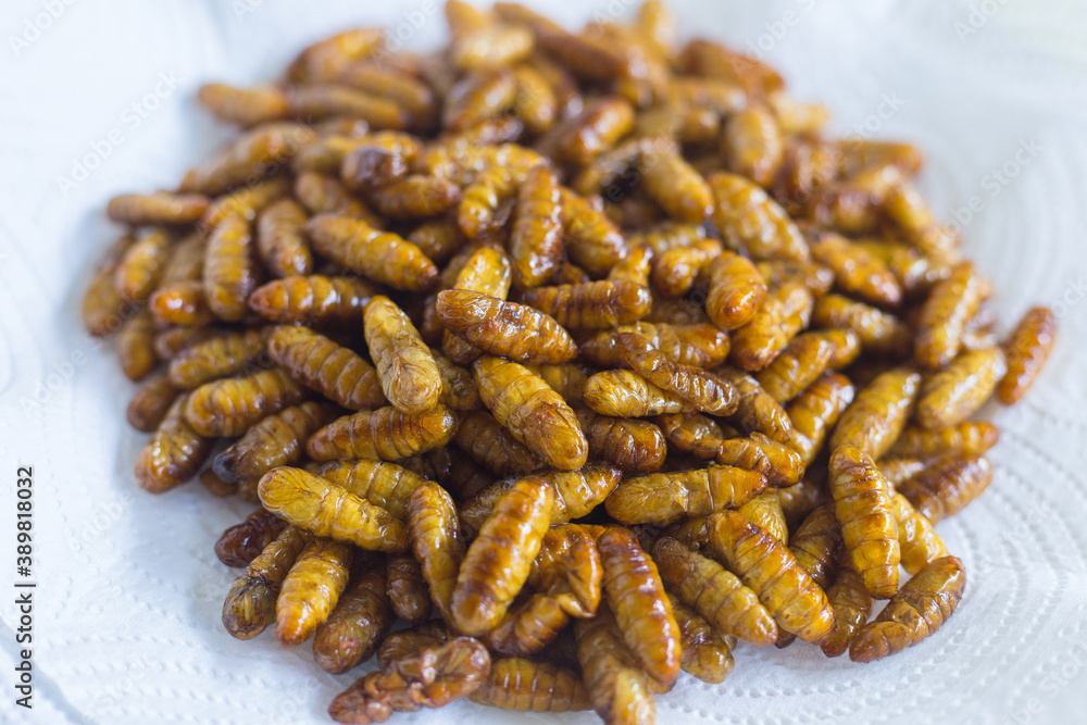 Fried silkwarms put on white plate as background. It is a high protein food. Fried silkwarms put on white plate as background. It is a high protein food.