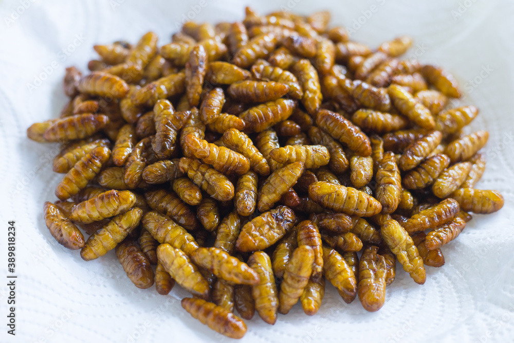 Fried silkwarms put on white plate as background. It is a high protein food. Fried silkwarms put on white plate as background. It is a high protein food.