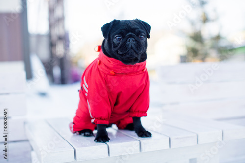 pug dog in clothes in the snow

