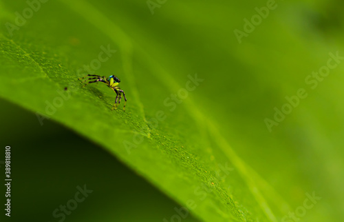 Small yellow spider baby on a green leaf close up world of the macro photograph